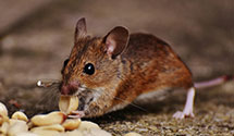 24 Hour & Emergency Exterminators in Combined Lcks, WI